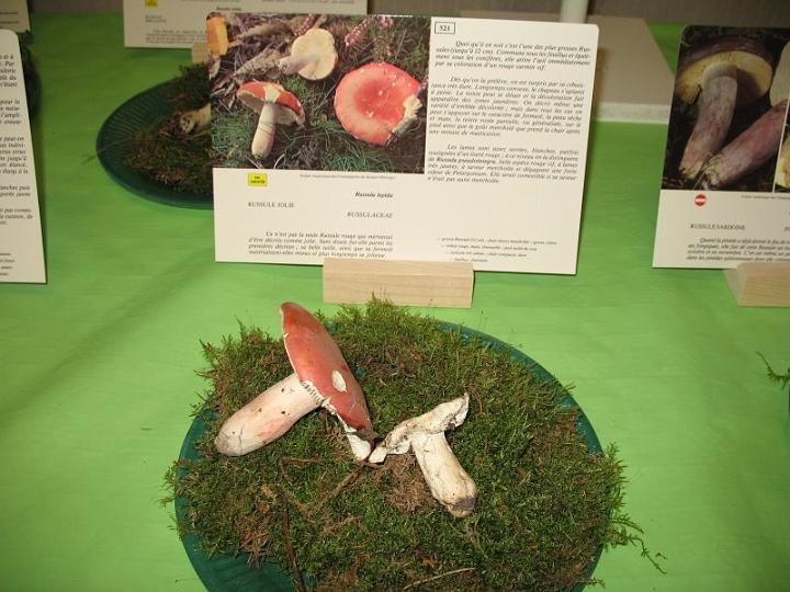 2008 10 Expo Bergerie Rambouillet 46